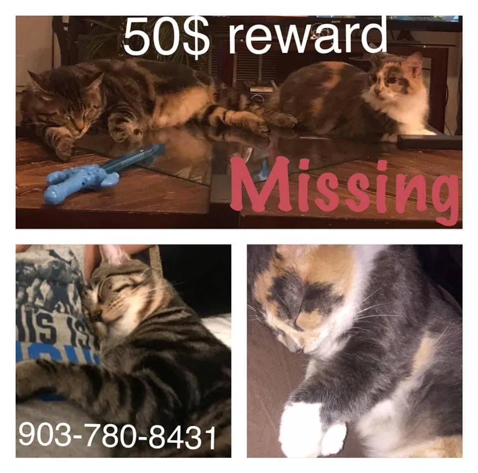 Lost cat in Sulphur Springs, TX, 75482