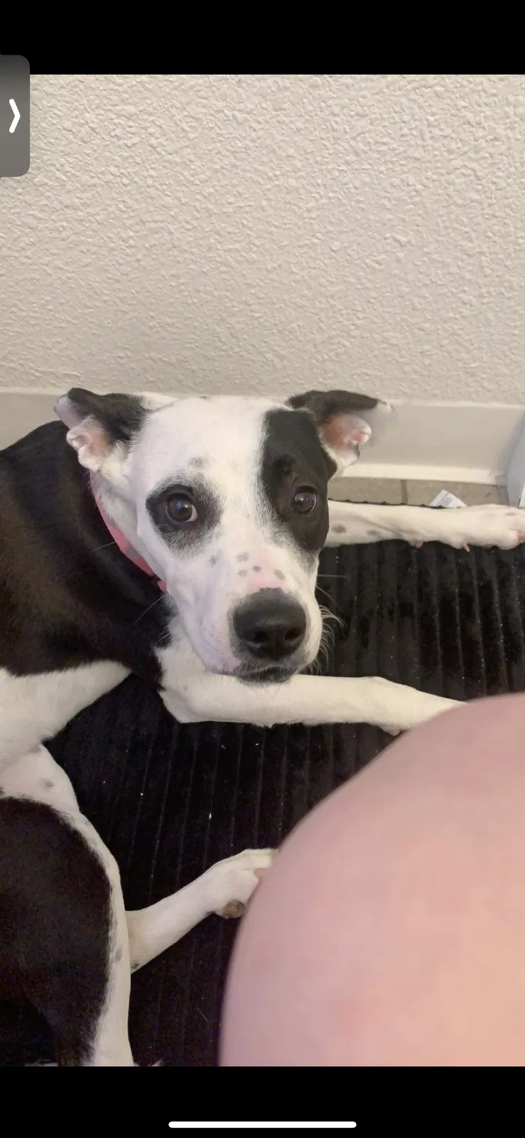Lost dog in Denver, CO, 80232