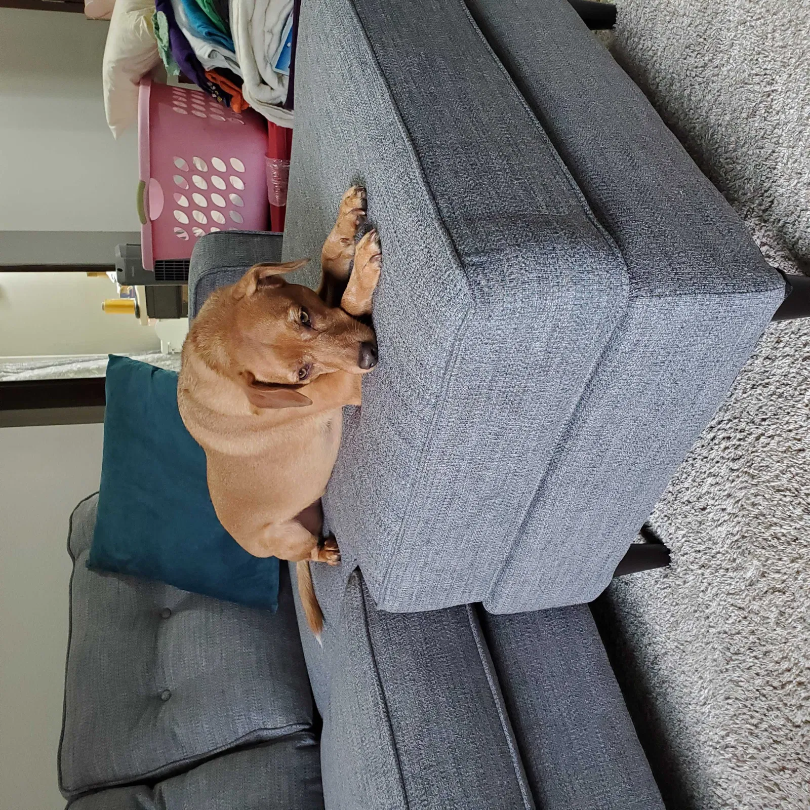 Lost dog in Peoria, IL, 61615