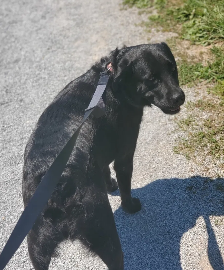 Lost dog in Elkmont, AL, 35620