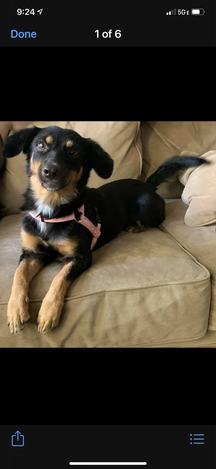 Lost dog in North Hollywood, CA, 91605