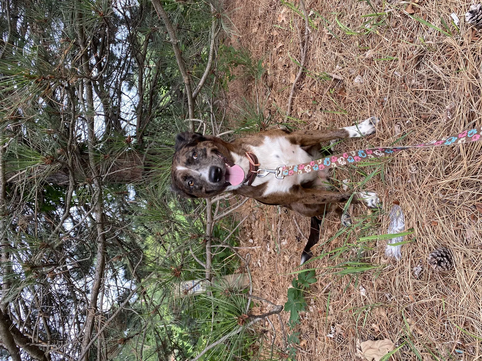 Lost dog in Manhattan, KS, 66503