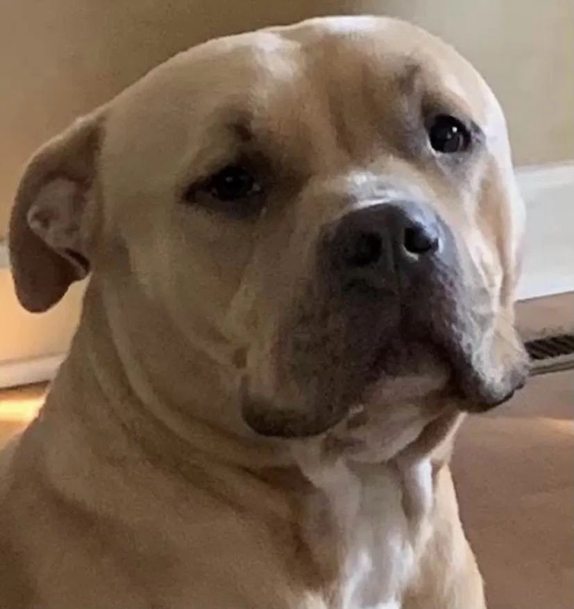 Lost dog in Camden, SC, 29020