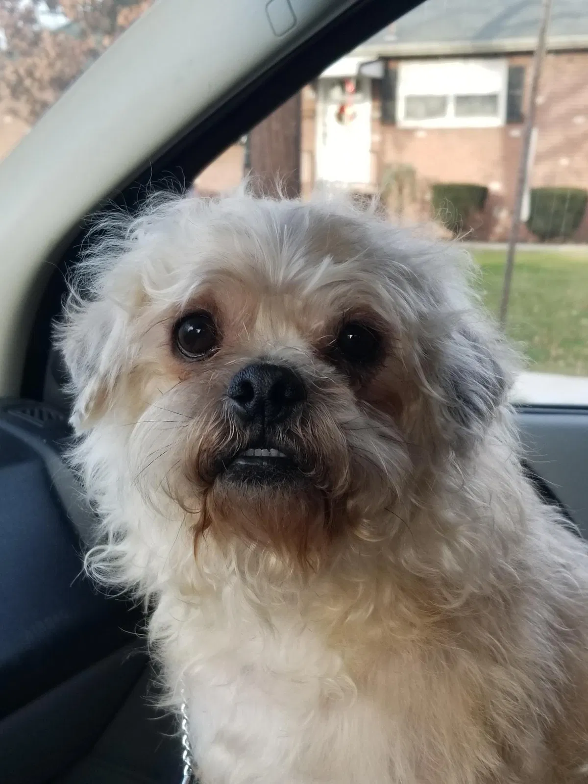 Lost dog in Linden, NJ, 7036