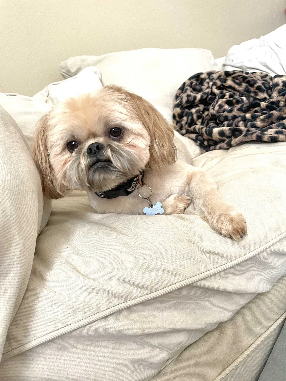 Lost dog in Yukon, OK, 73099