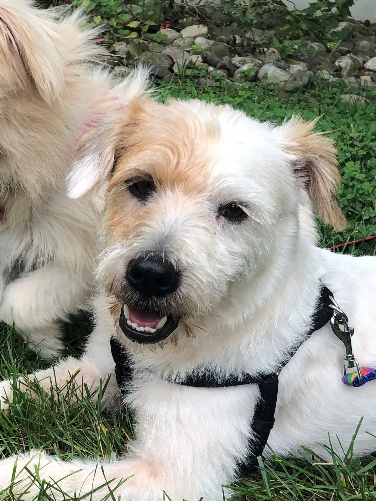 Lost dog in Princeton, NJ, 8542