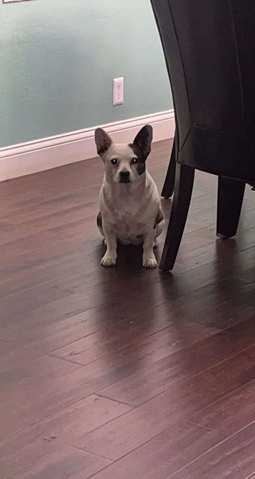 Lost dog in Kansas City, KS, 66104