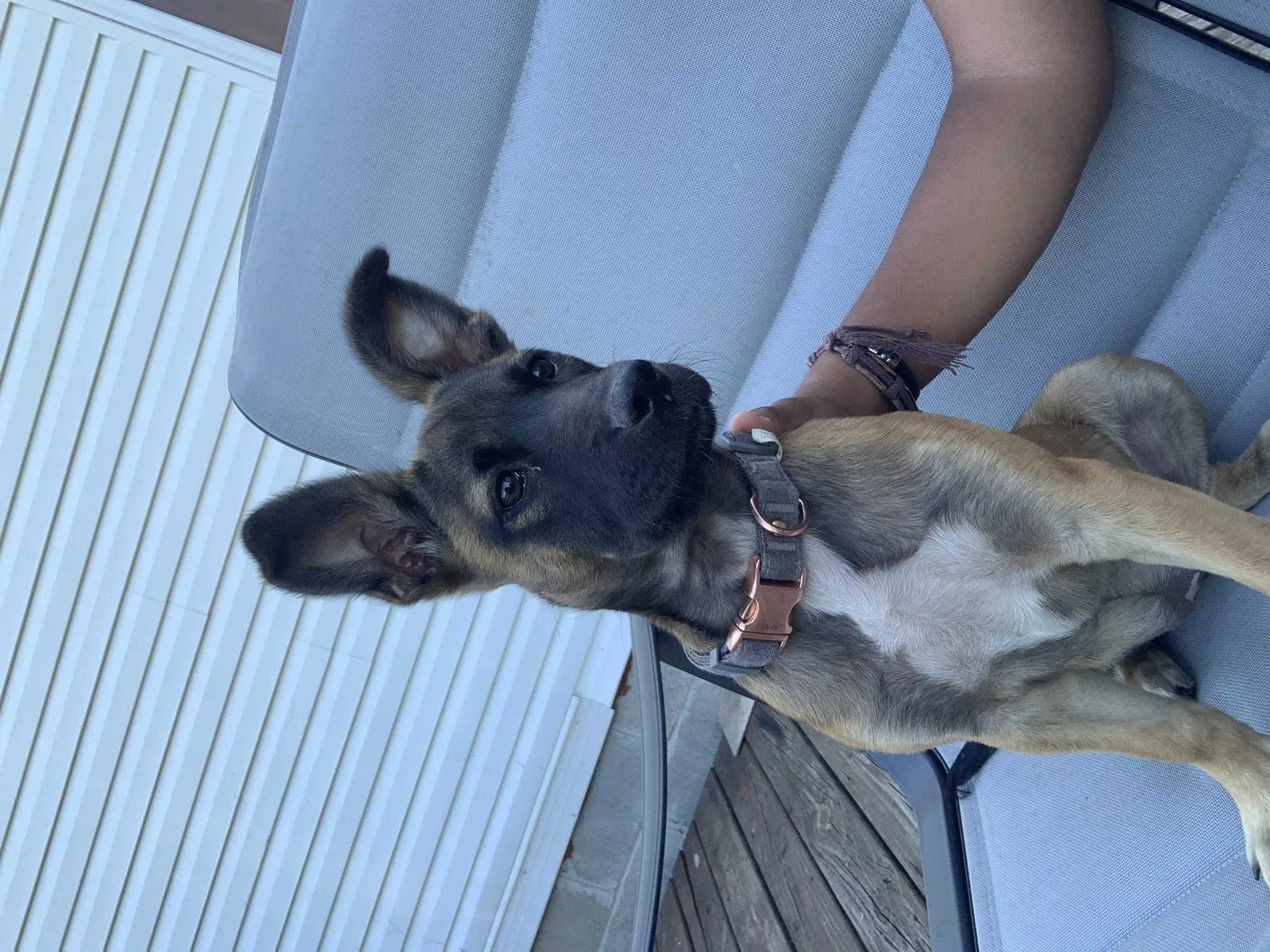 Lost dog in Columbus, IN, 47201