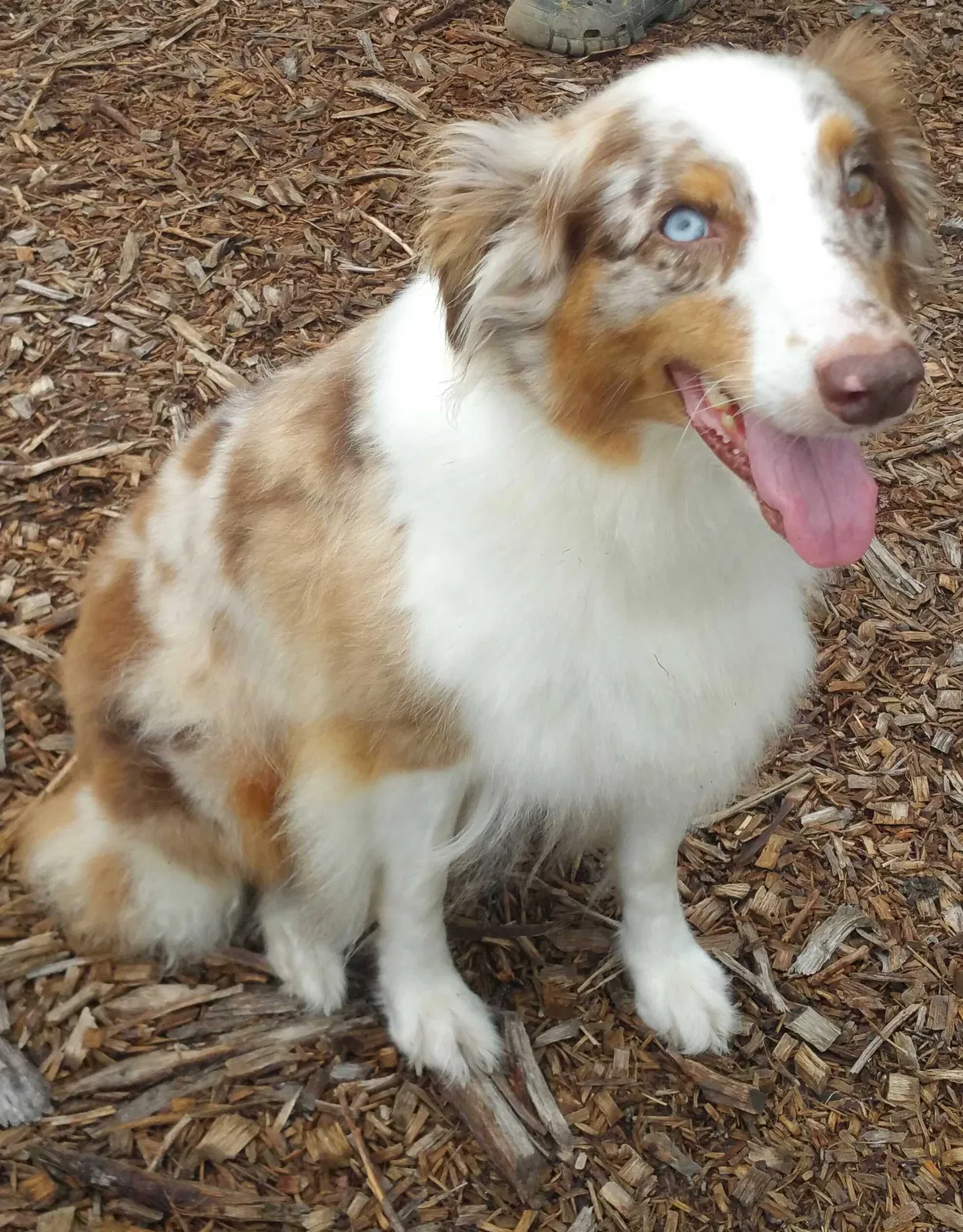 Lost dog in Groveland, FL, 34736