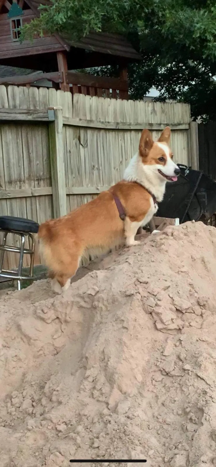 Lost dog in Oklahoma City, OK, 73127
