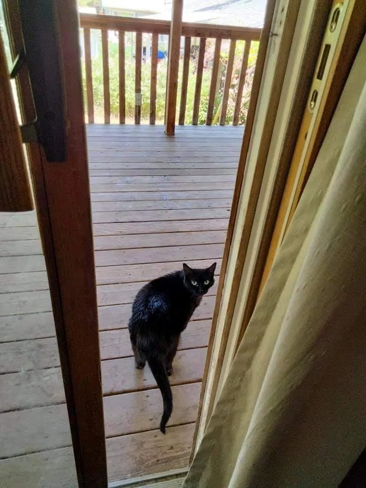 Lost cat in Fort Collins, CO, 80521