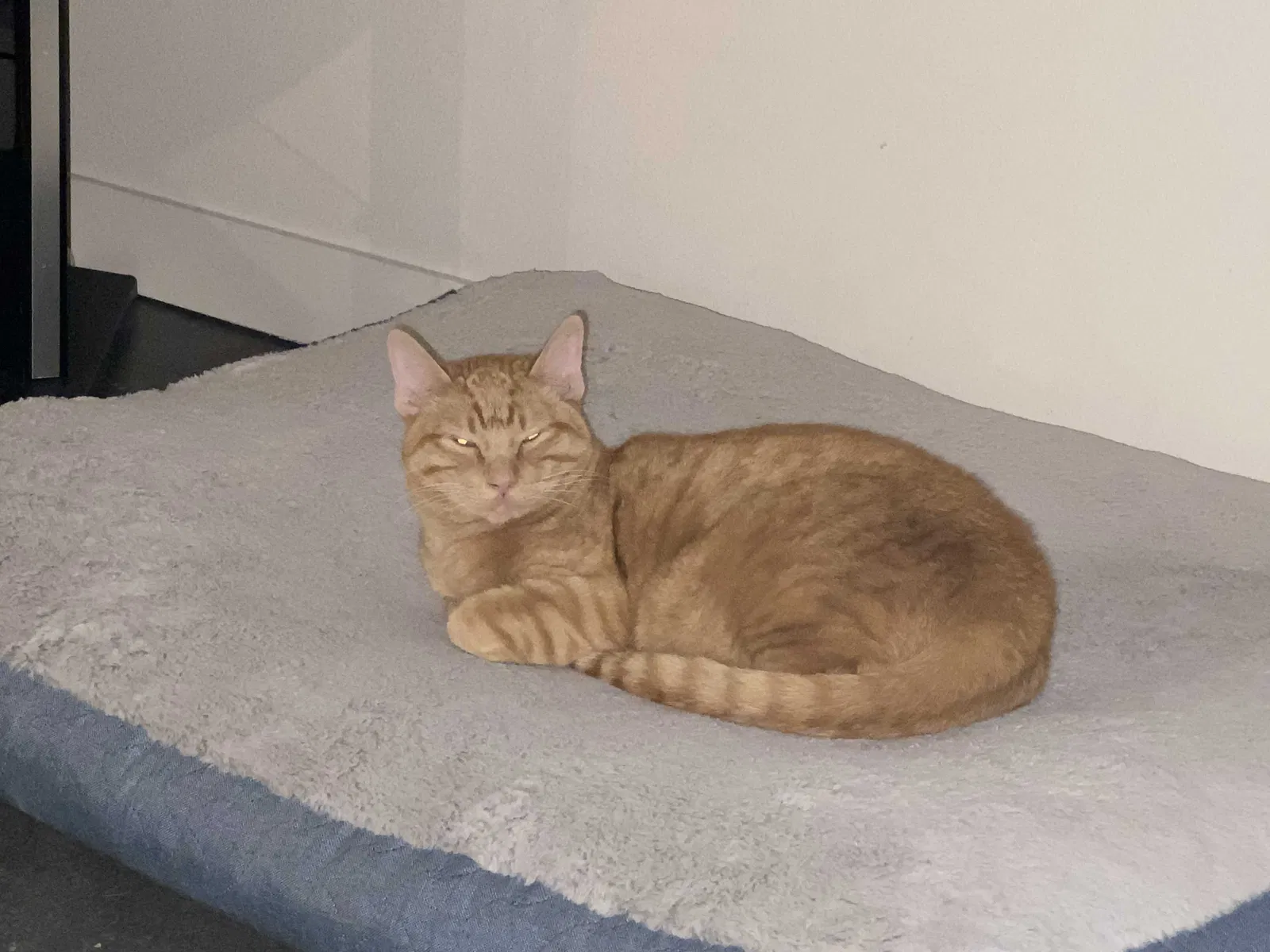 Lost cat in Albuquerque, NM, 87113
