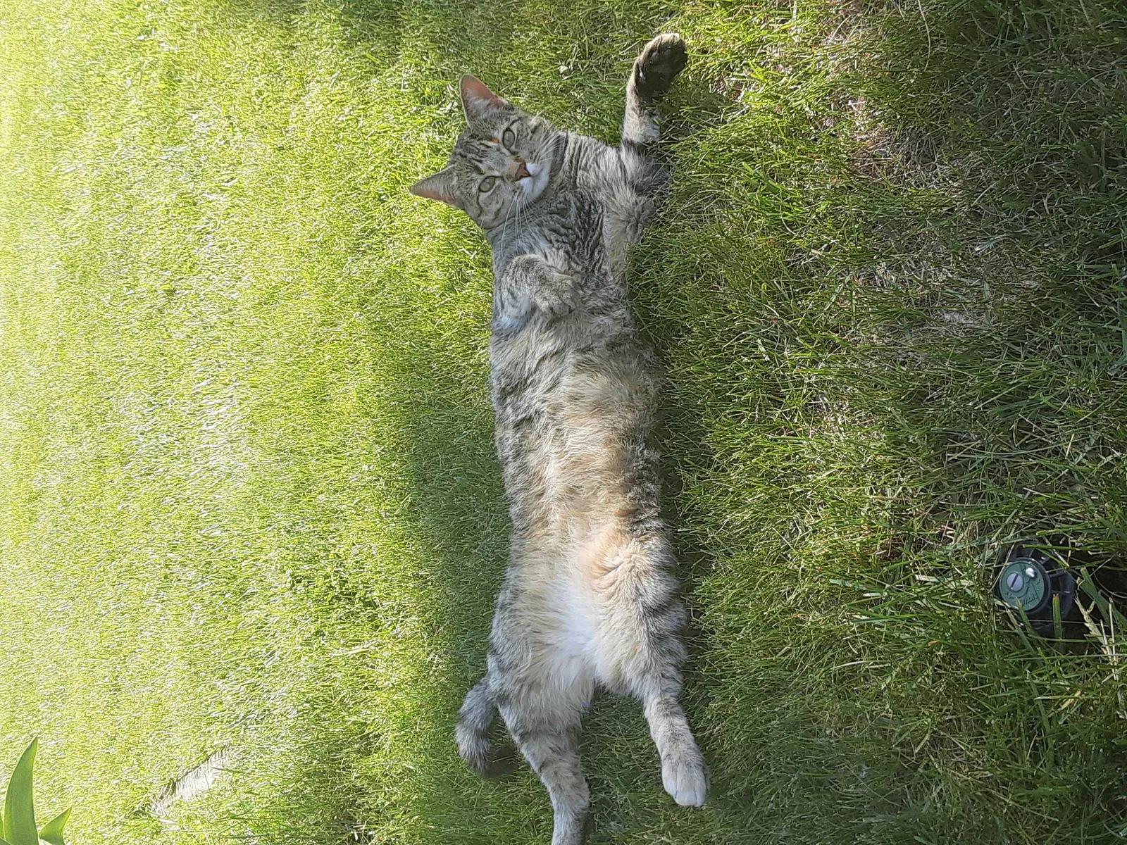 Lost cat in Littleton, CO, 80123