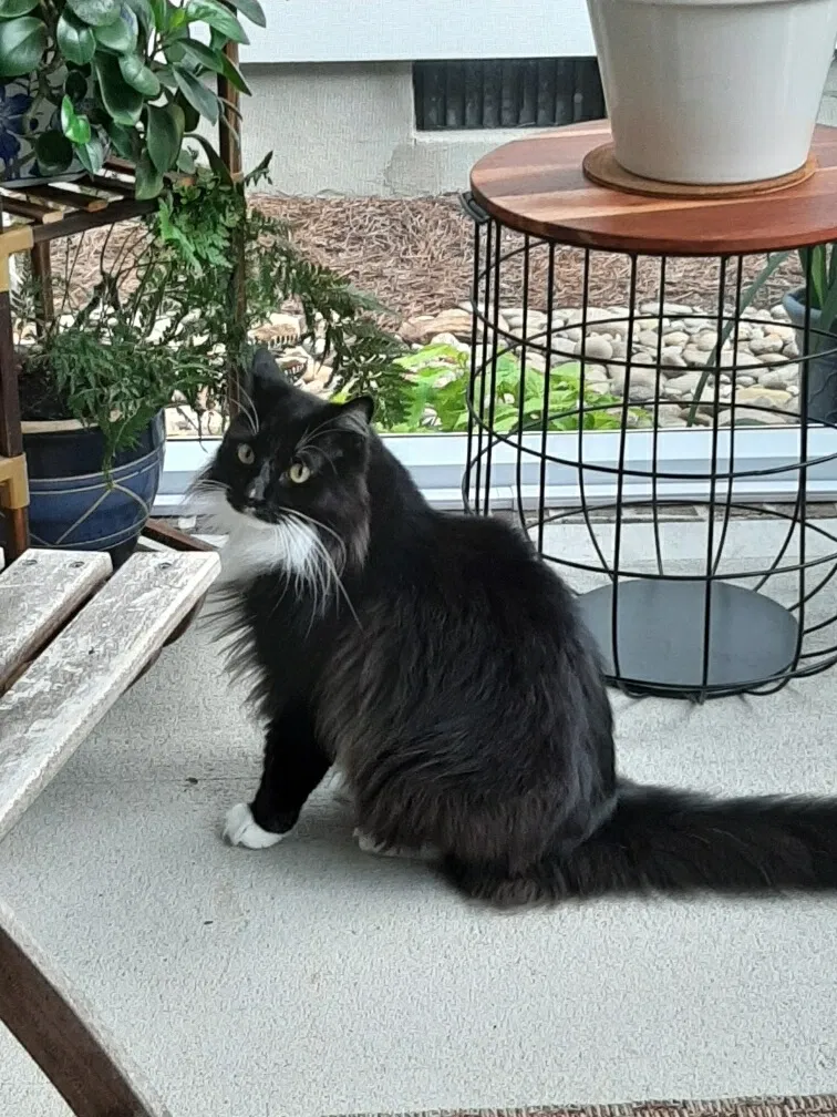 Lost cat in Raleigh, NC, 27616