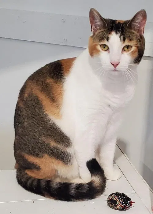 Lost cat in Rochester, NY, 14615