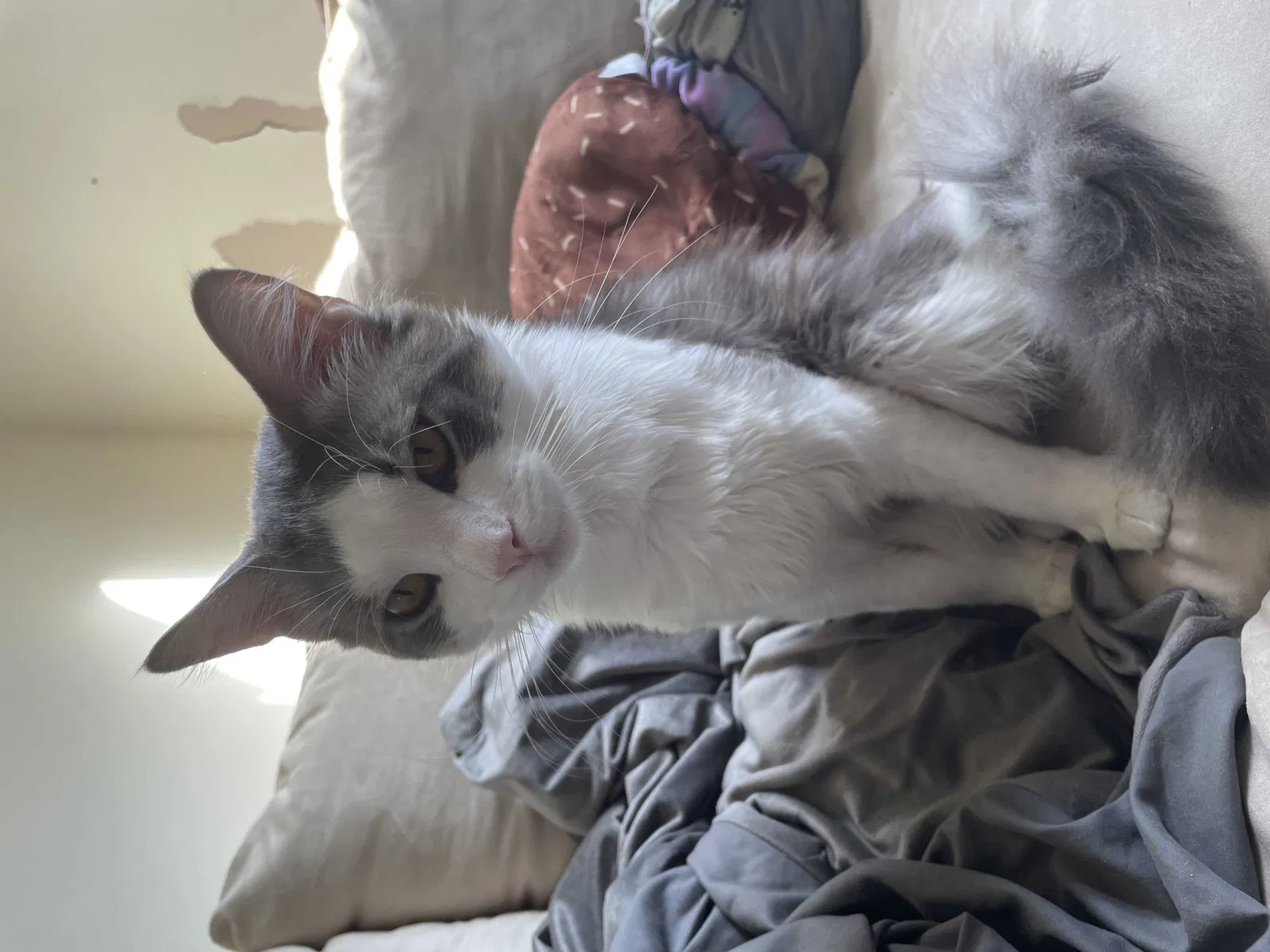 Lost cat in Haddonfield, NJ, 8033