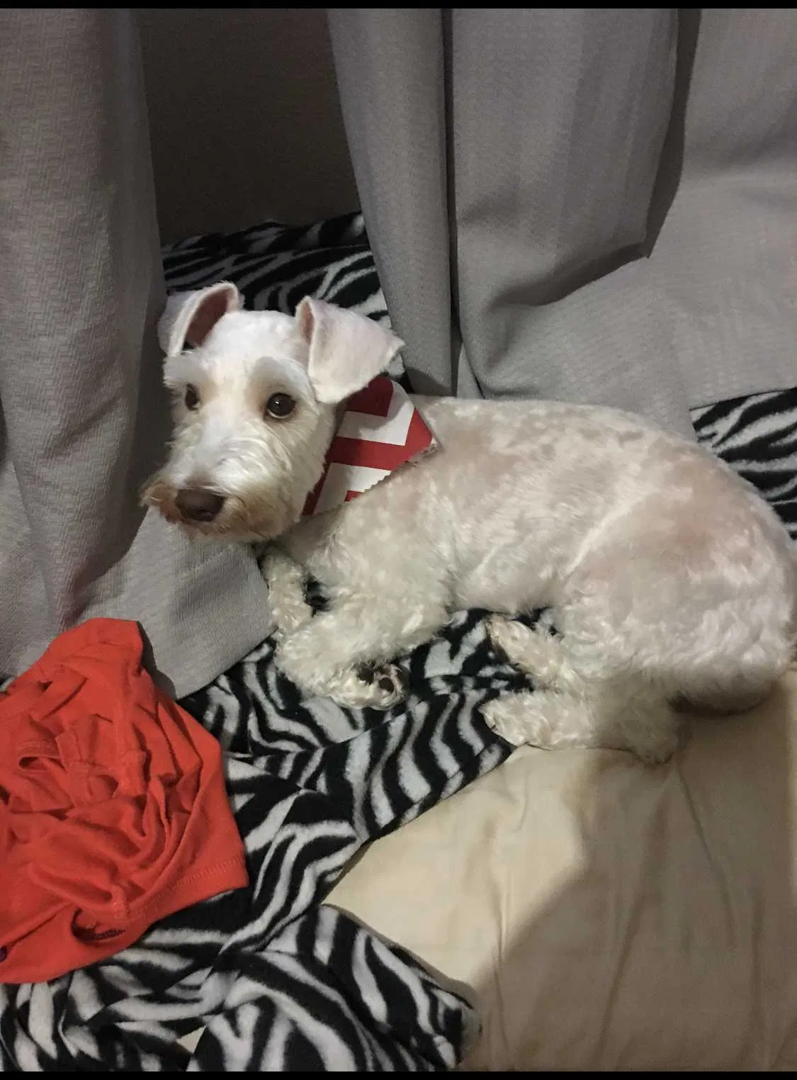 Lost dog in Humble, TX, 77338