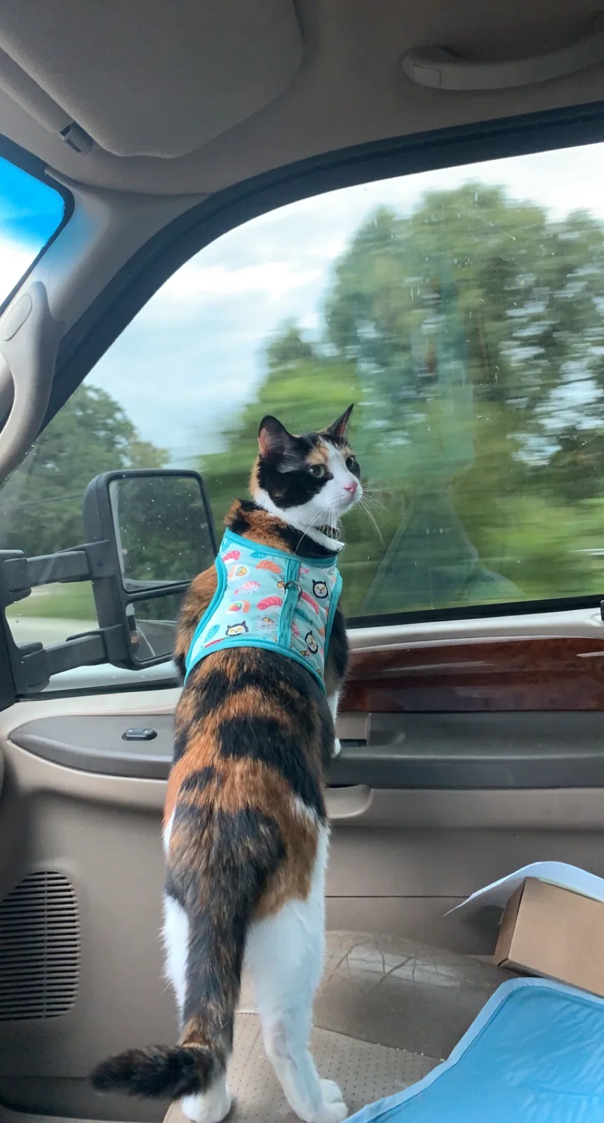 Lost cat in Fort Lauderdale, FL, 33331