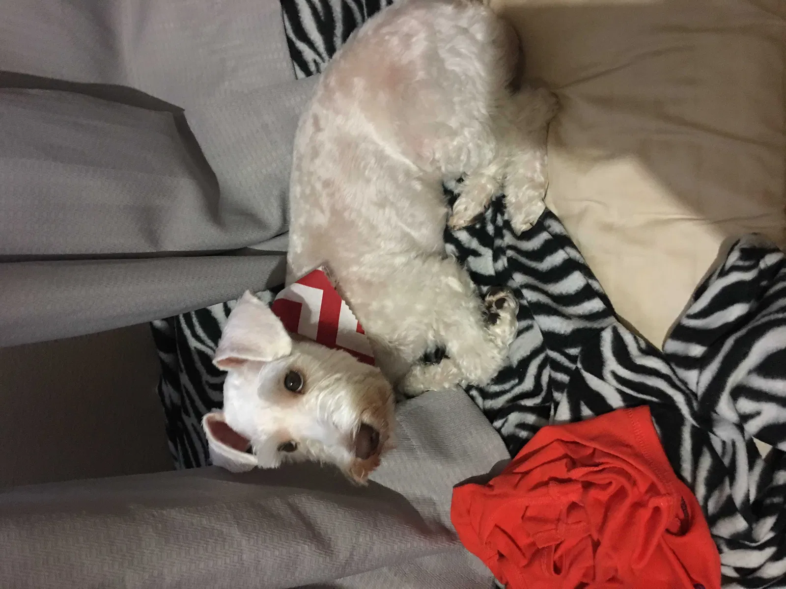 Lost dog in Humble, TX, 77338