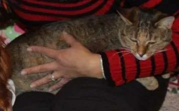 Lost cat in Spring, TX, 77386