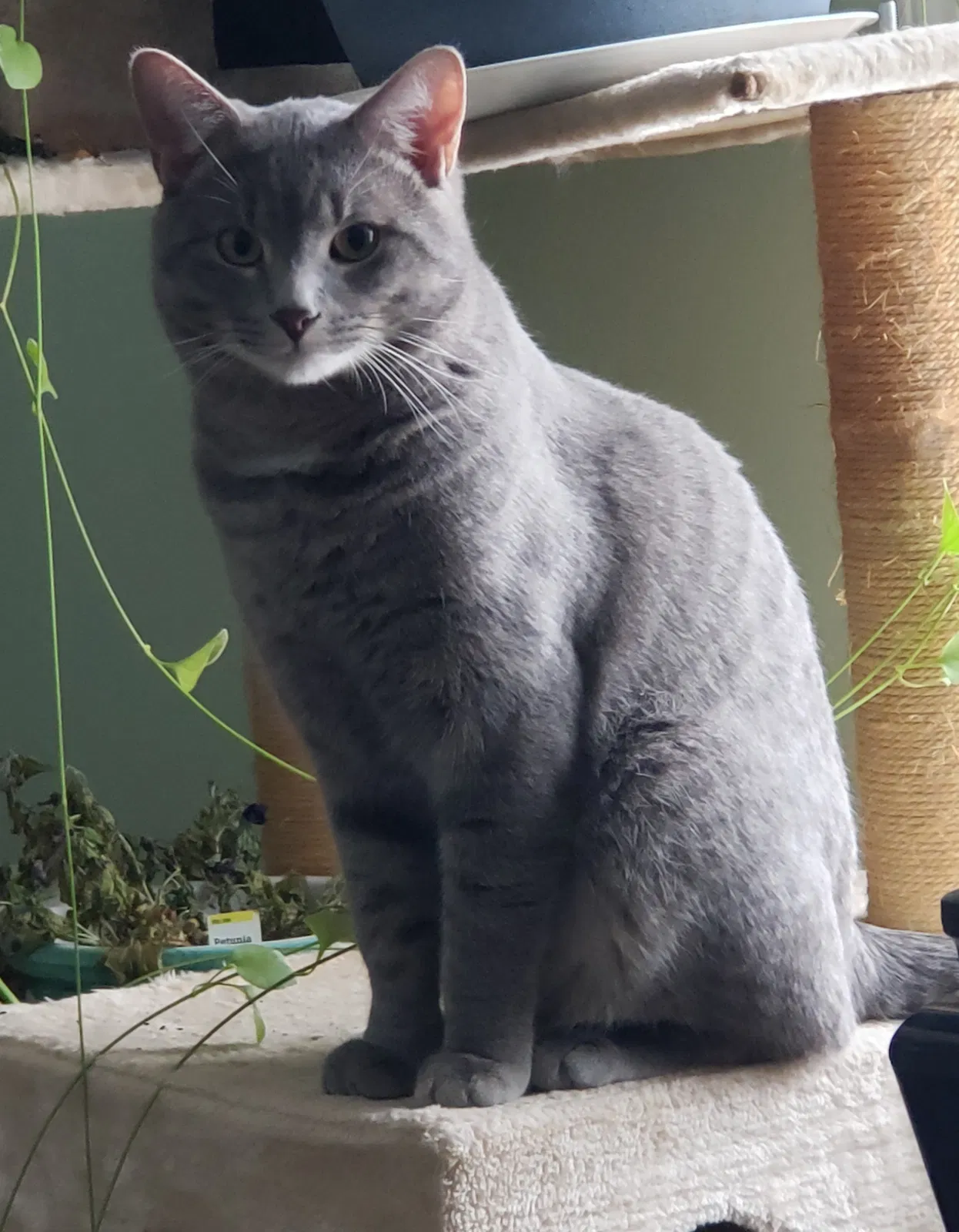 Lost cat in Saddle Brook, NJ, 7663