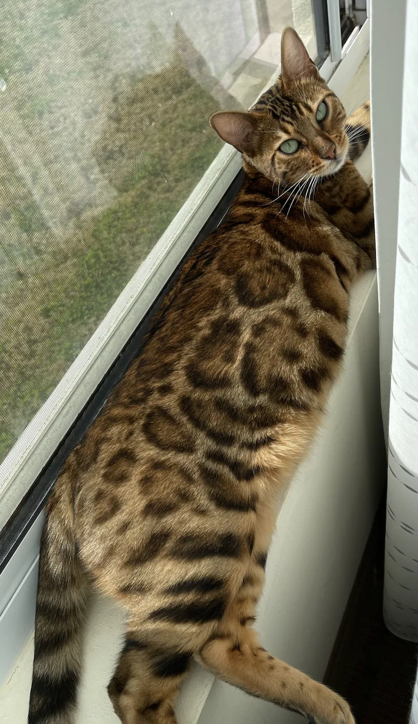Lost cat in Austin, TX, 78723