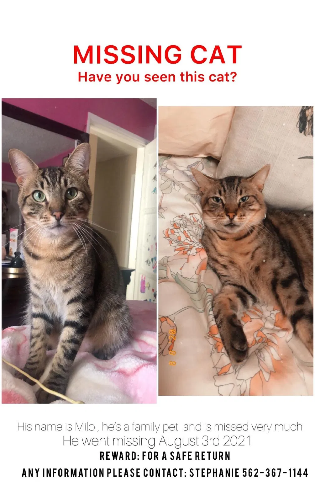 Lost cat in Downey, CA, 90242
