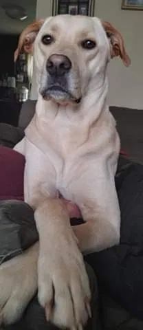 Lost dog in Fredericksburg, VA, 22405
