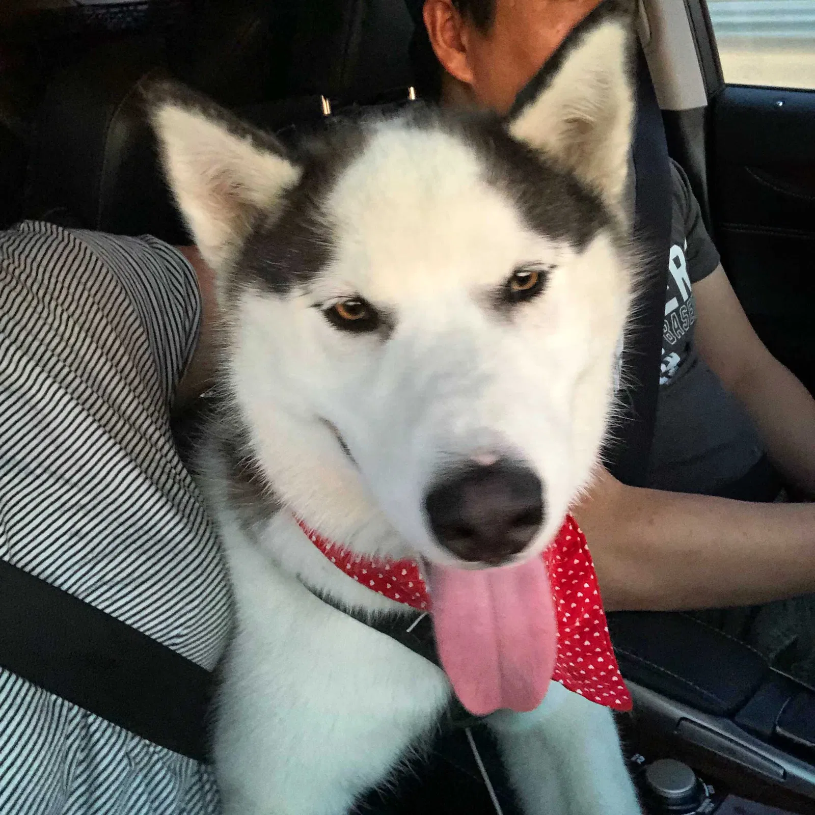 Lost dog in El Monte, CA, 91732
