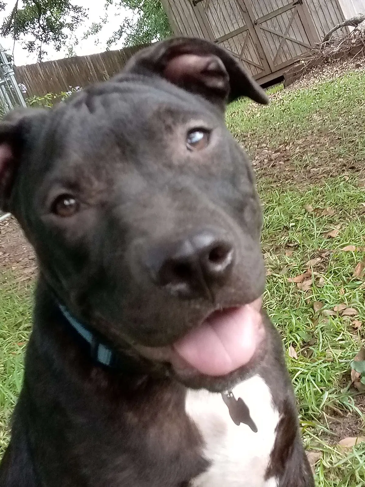 Lost dog in Mobile, AL, 36695