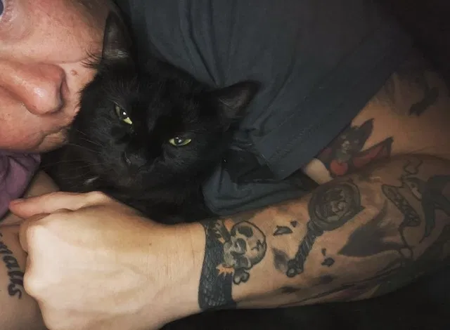 Lost cat in Charlotte, NC, 28215