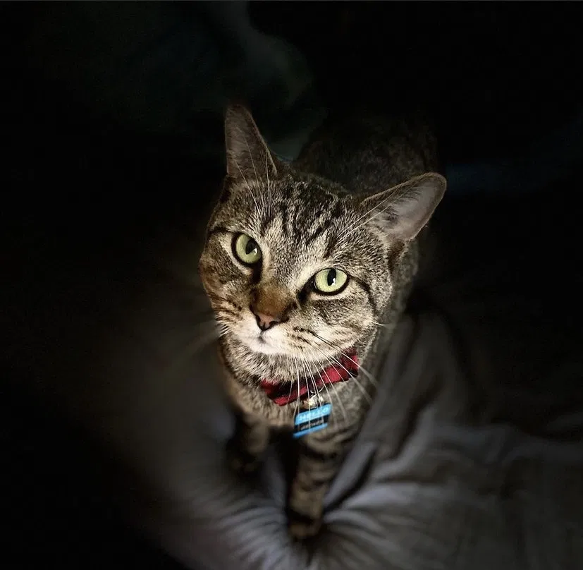 Lost cat in Cincinnati, OH, 45236
