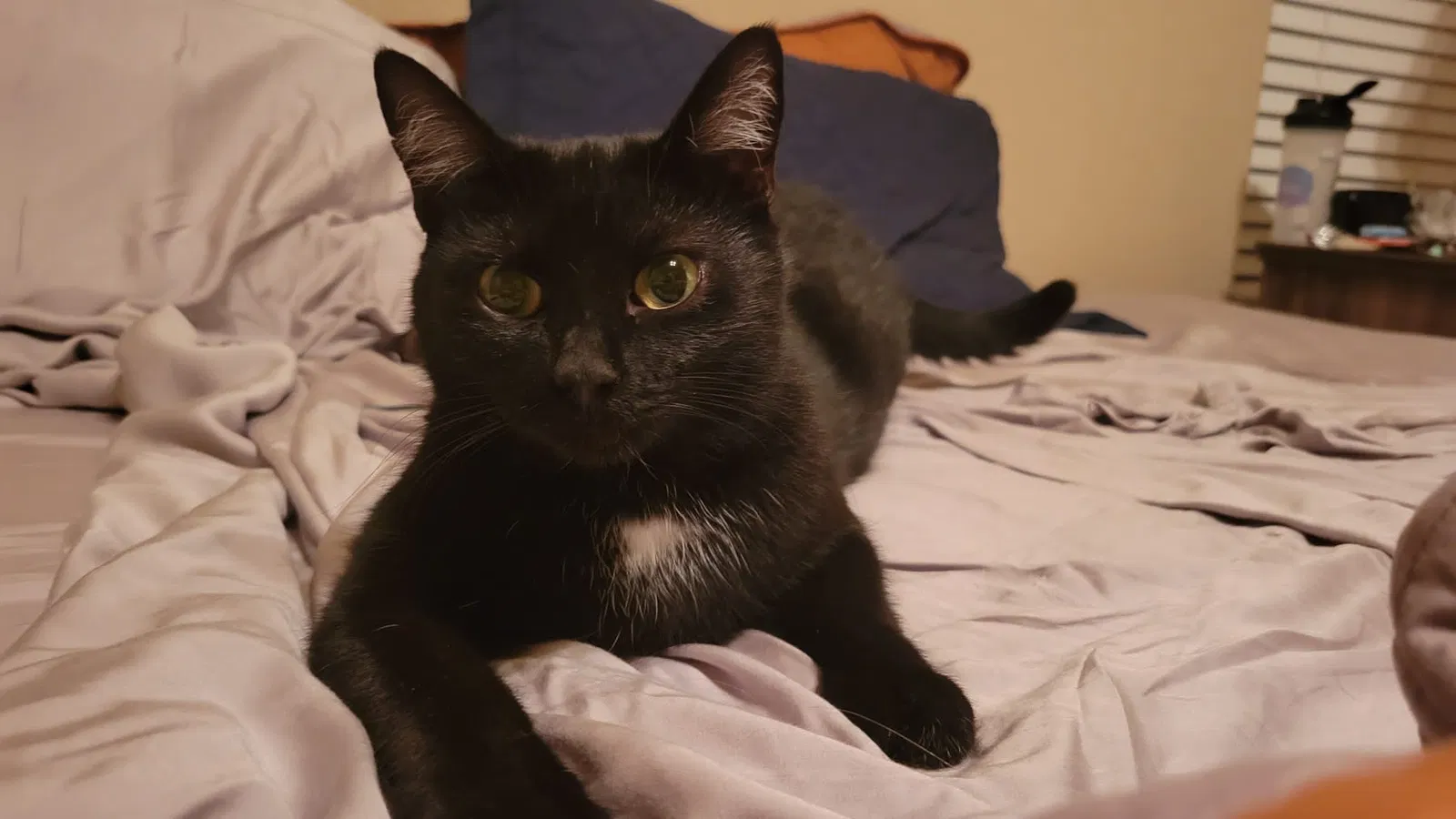 Lost cat in Henderson, NV, 89074