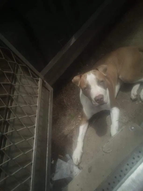 Lost dog in Fargo, OK, 73840