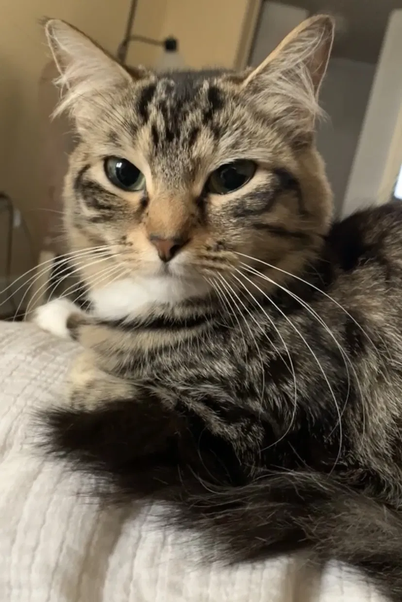 Lost cat in Cape Canaveral, FL, 32920