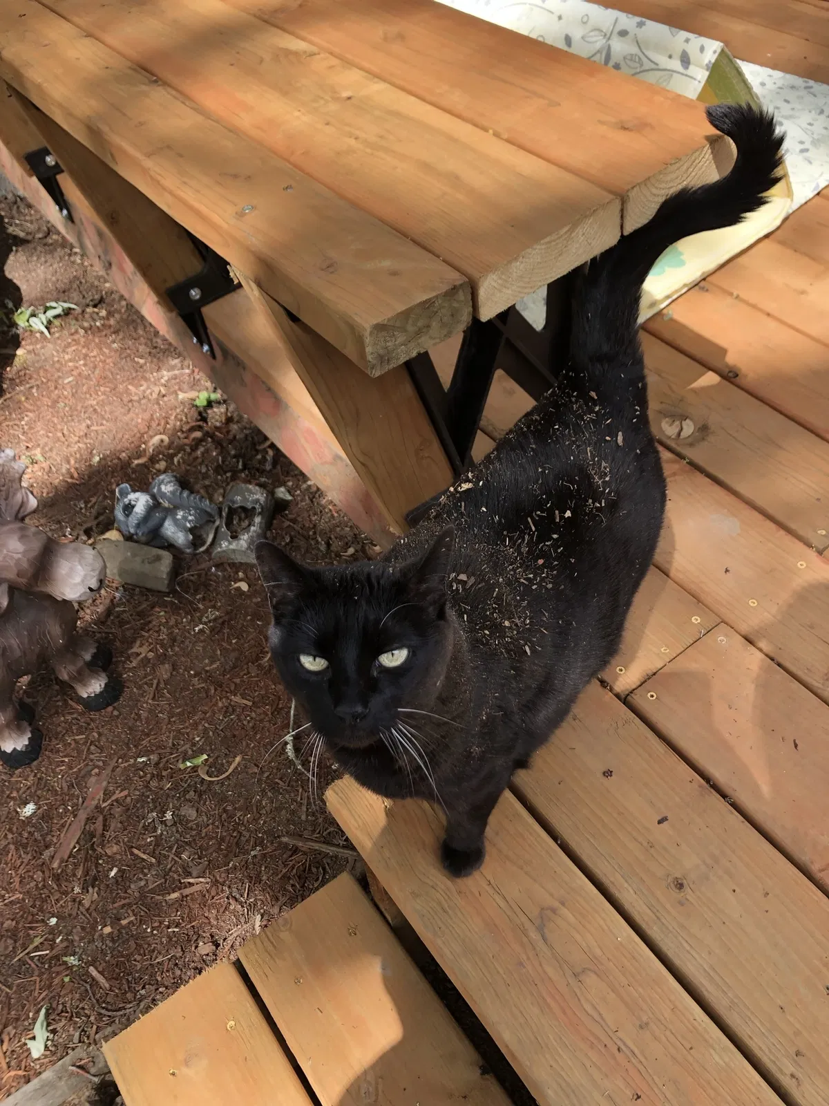 Lost cat in Dundee, OR, 97115