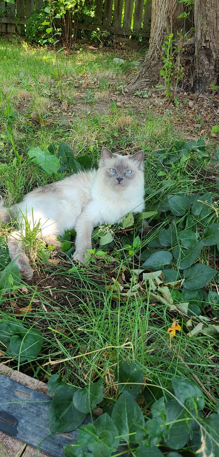 Lost cat in Boise, ID, 83709