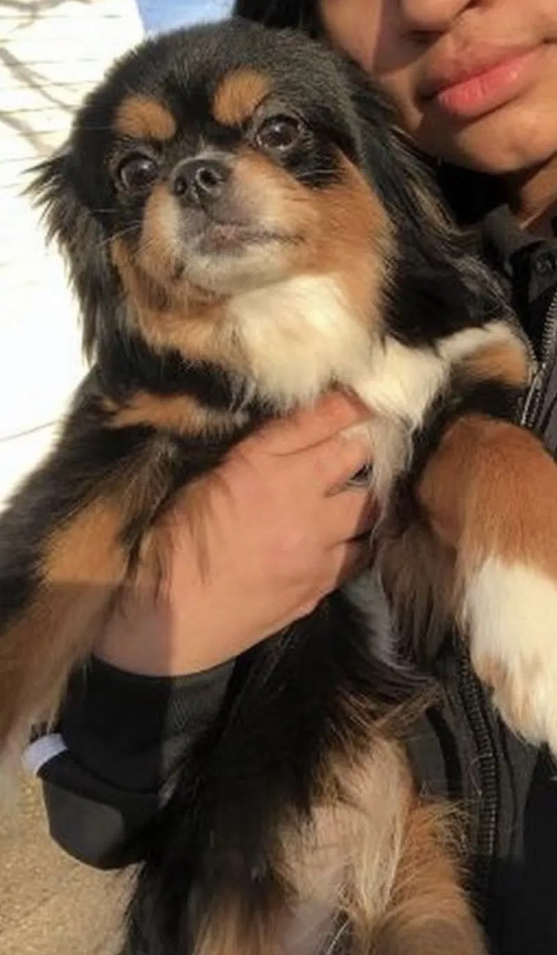 Lost dog in Dallas, TX, 75227