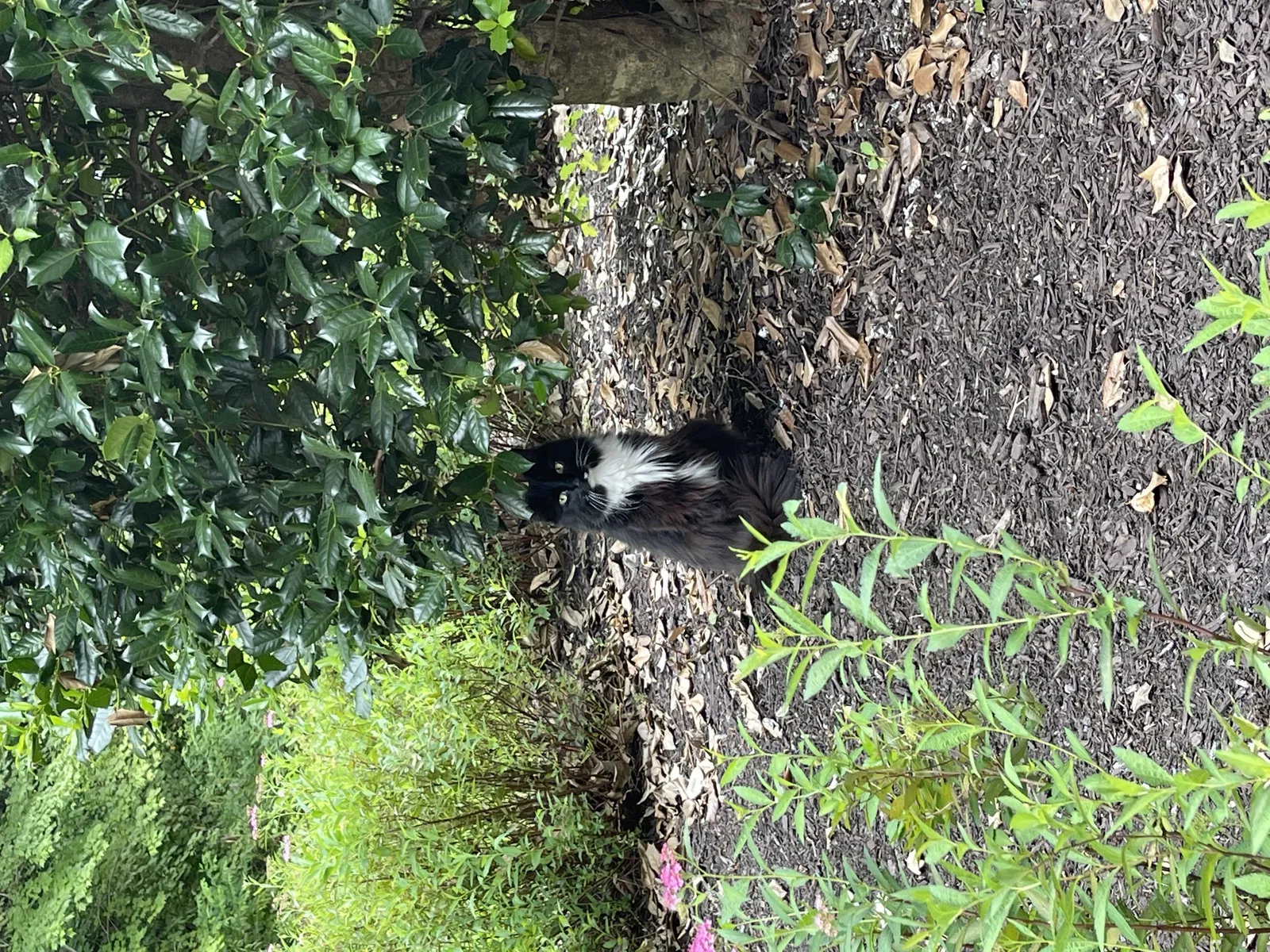 Lost cat in Glen Allen, VA, 23059