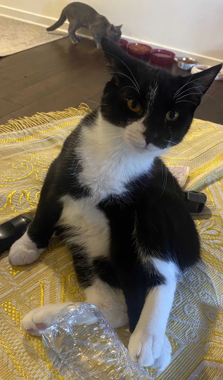 Lost cat in Duquesne, PA, 15110