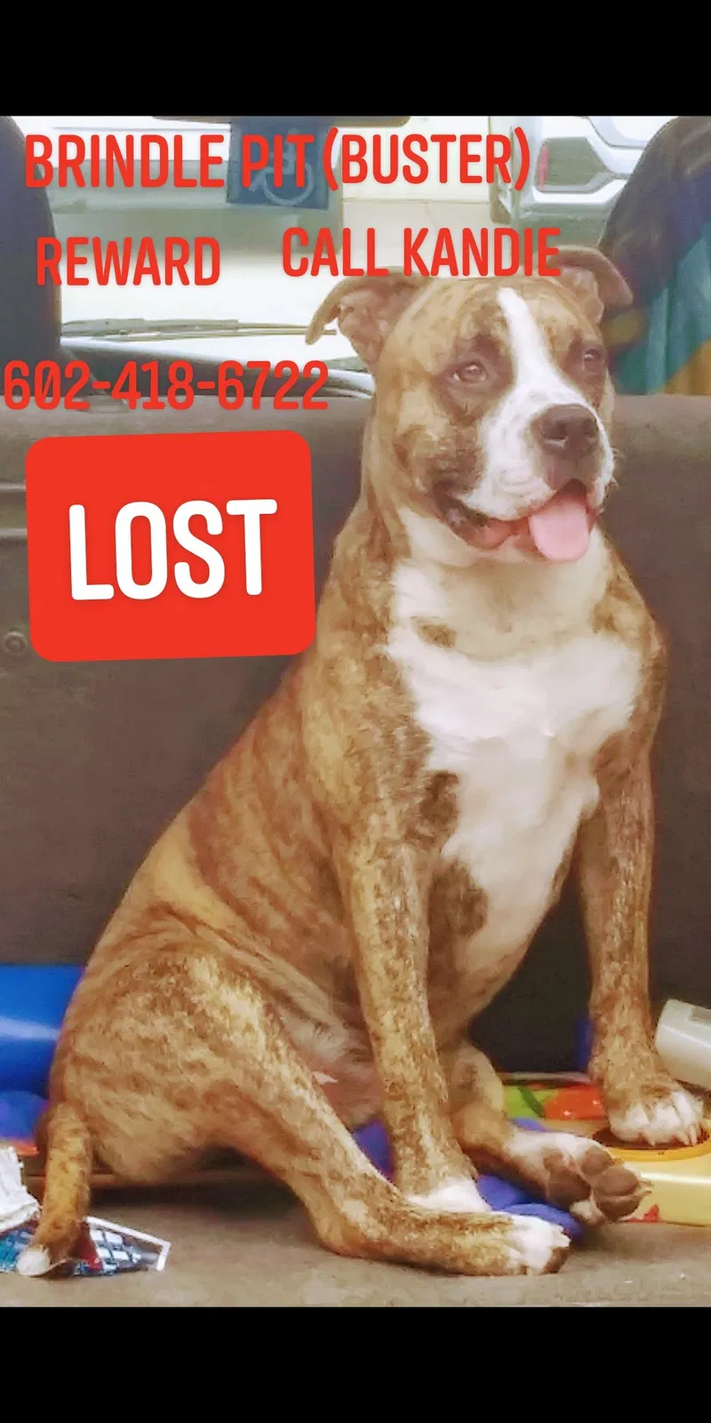 Lost dog in Phoenix, AZ, 85042