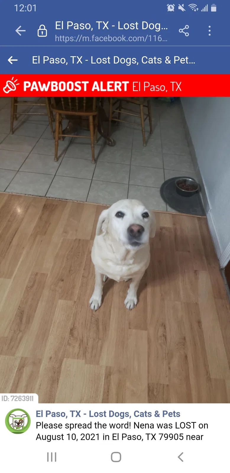 Lost dog in El Paso, TX, 79905
