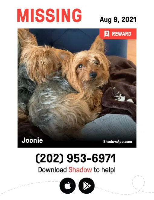 Lost dog in Herndon, VA, 20170