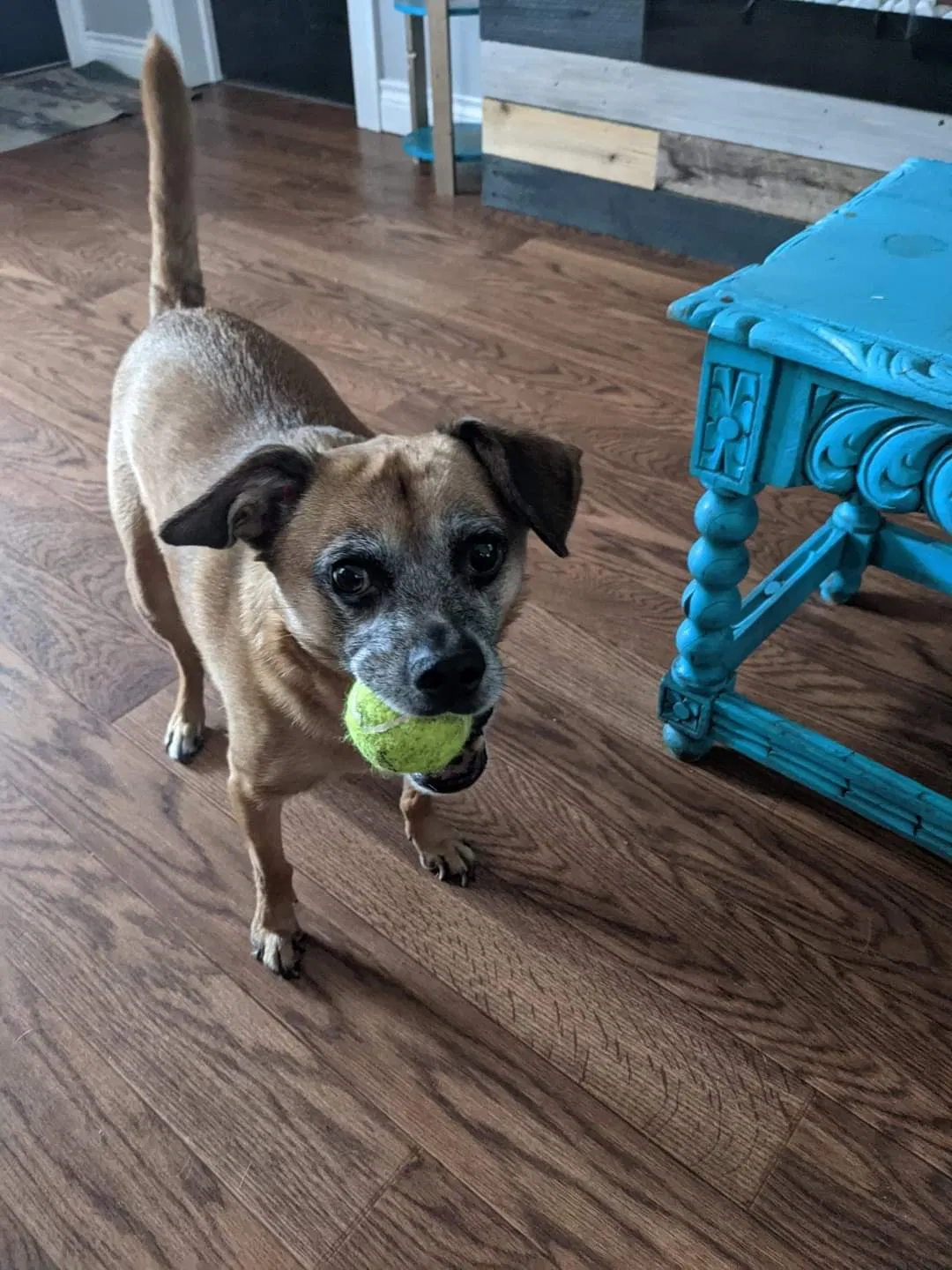 Lost dog in Denver, CO, 80205