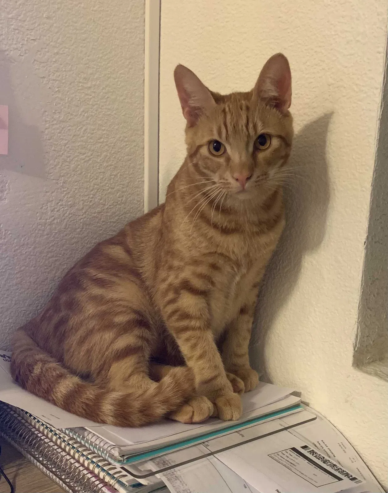 Lost cat in Ewa Beach, HI, 96706