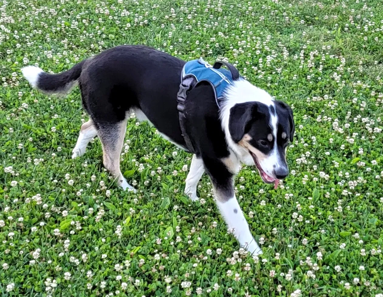 Lost dog in Cincinnati, OH, 45231