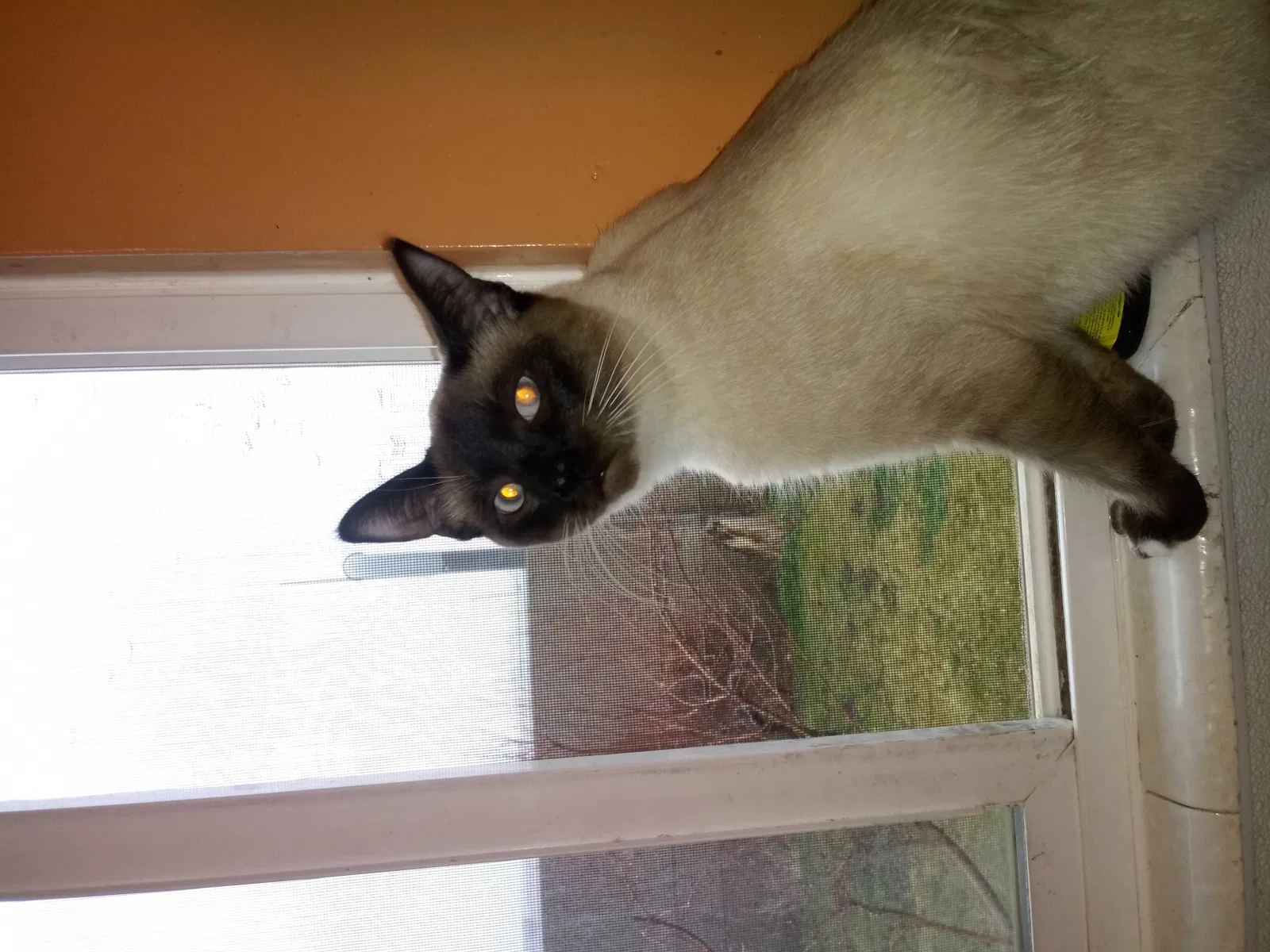 Lost cat in North Salt Lake, UT, 84054