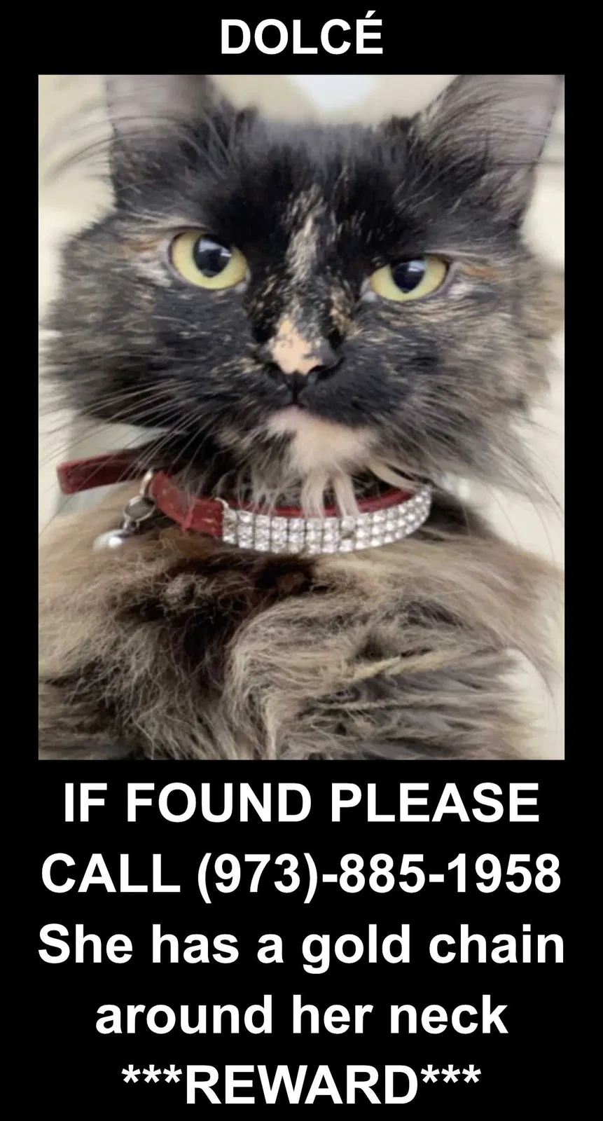 Lost cat in Maplewood, NJ, 7040