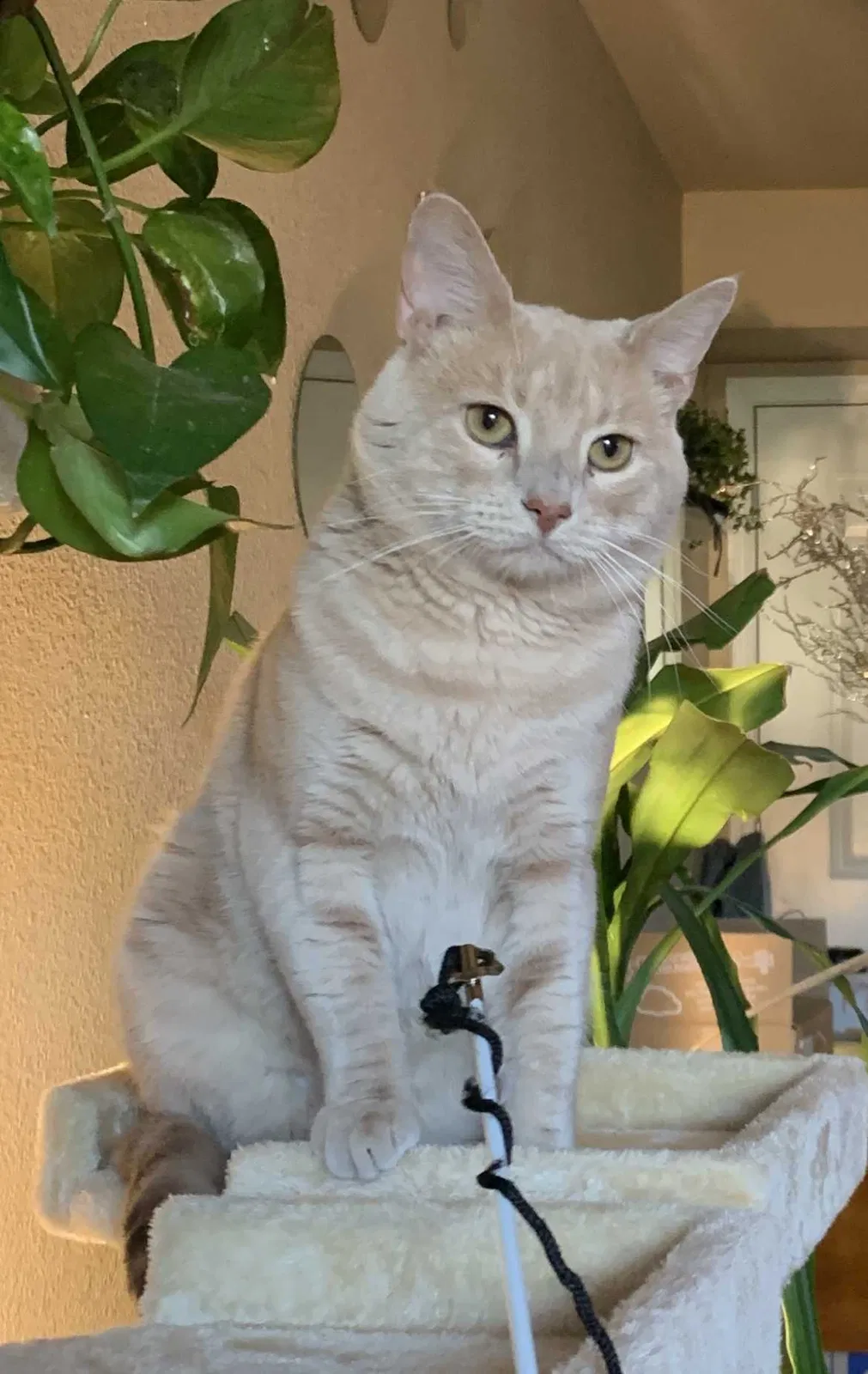Lost cat in Coeur D Alene, ID, 83814