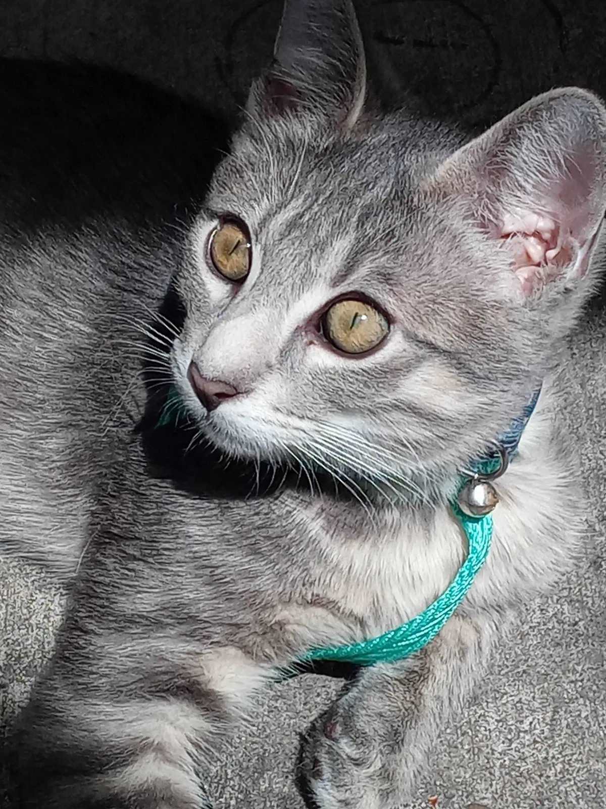 Lost cat in Sierra Vista, AZ, 85635